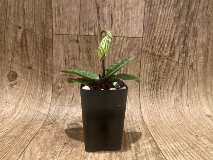 In Spike Paphiopedilum venustum x sib (2” pot) - Image 4