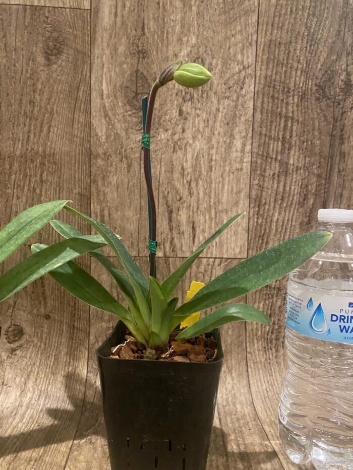 In Spike Paph. Sukhakuhi x Henryanum 'Daya x 7000’ (3.5 pot) - Image 5