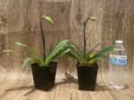 In Spike Paph. Sukhakuhi x Henryanum 'Daya x 7000’ (3.5 pot) - Image 2