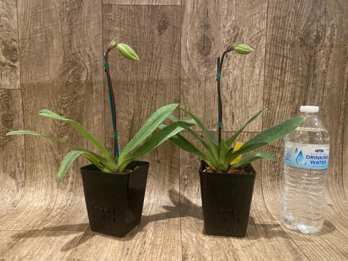In Spike Paph. Sukhakuhi x Henryanum 'Daya x 7000’ (3.5 pot) - Image 2