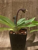 In Spike Paph. Charlesworthii Album (Perfection × New Wave) x Hilo Super Citron (3.5” pot) - Image 3