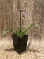 In Spike Paphiopedilum Charlesworthii (Piao Shiang Beauty × Sib) x (Chou-yi Citron x Chou-yi Apple) 'Light Color' (3.5” pot) - Image 4
