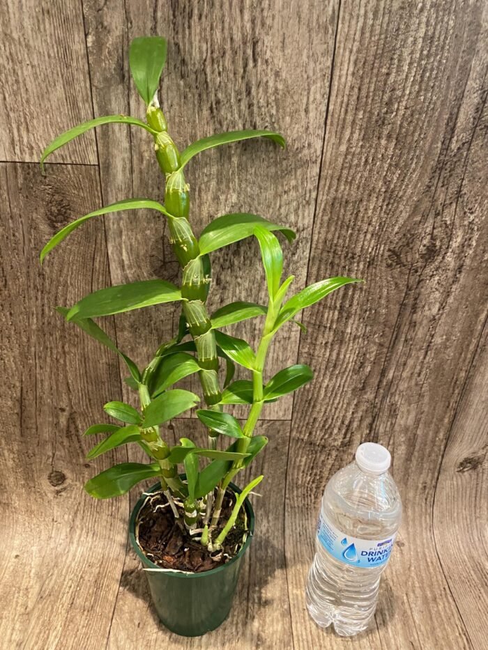Dendrobium Lucky Angel ‘Smash' (4” pot) - Image 3