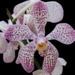 Vanda Mokara Royal Pink (2” pot)