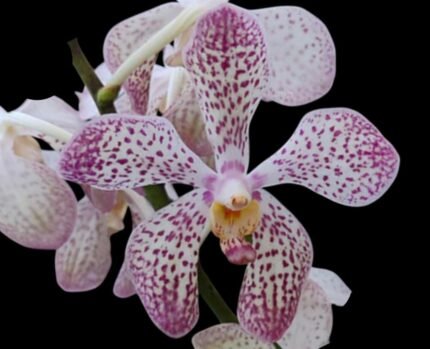 Vanda Mokara Royal Pink (2” pot)