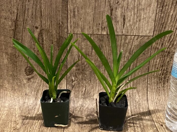 Vanda Mokara Royal Pink (2” pot) - Image 2