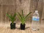 Vanda Mokara Royal Pink (2” pot) - Image 4