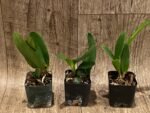 Cattleya Hiroshima Melody 'Blue Genie' (2” pot) - Image 2