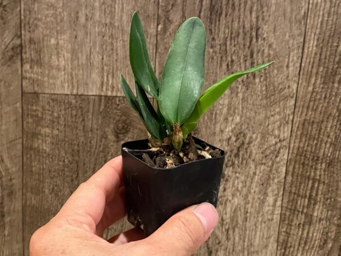 Cattleya Hiroshima Melody 'Blue Genie' (2” pot) - Image 3