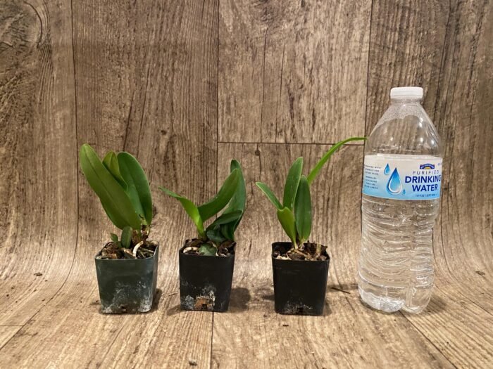 Cattleya Hiroshima Melody 'Blue Genie' (2” pot) - Image 4