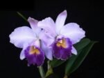 Cattleya Hiroshima Melody 'Blue Genie' (2” pot)