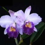Cattleya Hiroshima Melody 'Blue Genie' (2” pot)