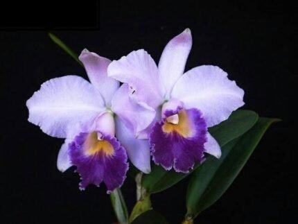 Cattleya Hiroshima Melody 'Blue Genie' (2” pot)