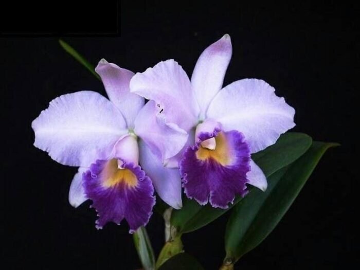Cattleya Hiroshima Melody 'Blue Genie' (2” pot) - Image 1