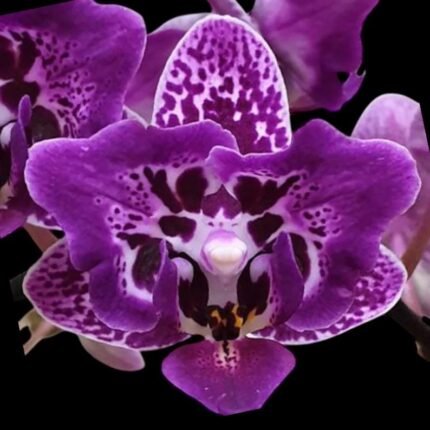 Phalaenopsis Chia E Yenlin (variegated & 2 eyes) (3.5" pot)