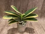 Phalaenopsis Chia E Yenlin (variegated & 2 eyes) (3.5" pot) - Image 3