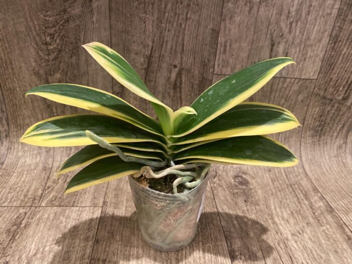 Phalaenopsis Chia E Yenlin (variegated & 2 eyes) (3.5" pot) - Image 3