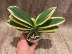Phalaenopsis Chia E Yenlin (variegated & 2 eyes) (3.5" pot) - Image 2