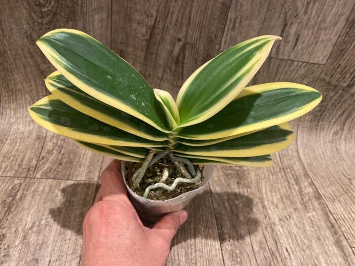 Phalaenopsis Chia E Yenlin (variegated & 2 eyes) (3.5" pot) - Image 2