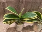 Phalaenopsis Chia E Yenlin (variegated & 2 eyes) (3.5" pot) - Image 4