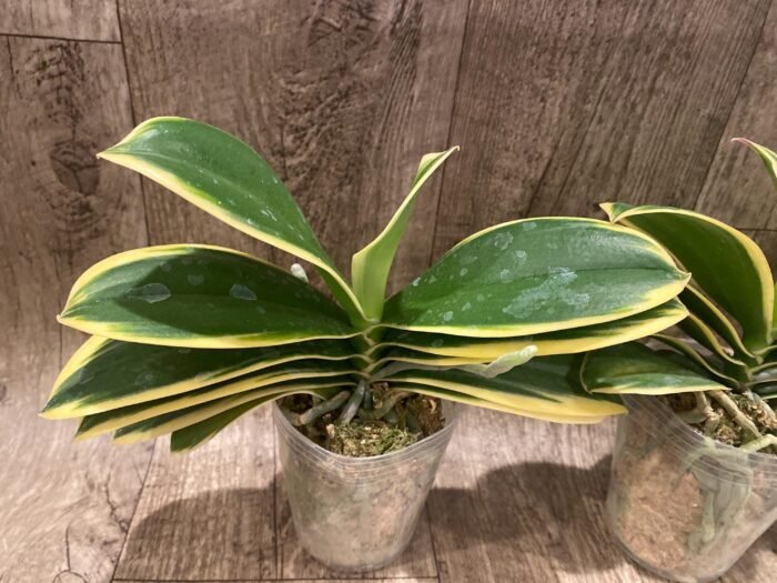 Phalaenopsis Chia E Yenlin (variegated & 2 eyes) (3.5" pot) - Image 4