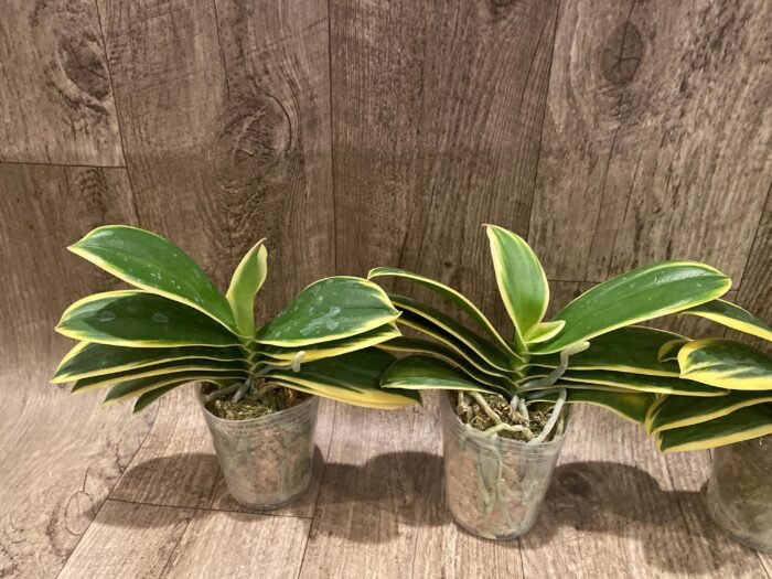Phalaenopsis Chia E Yenlin (variegated & 2 eyes) (3.5" pot) - Image 6