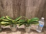 Phalaenopsis Chia E Yenlin (variegated & 2 eyes) (3.5" pot) - Image 5