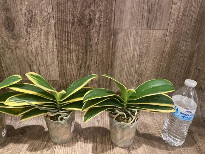 Phalaenopsis Chia E Yenlin (variegated & 2 eyes) (3.5" pot) - Image 5