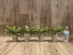 Phalaenopsis Chia E Yenlin (variegated & 2 eyes) (3.5" pot) - Image 8