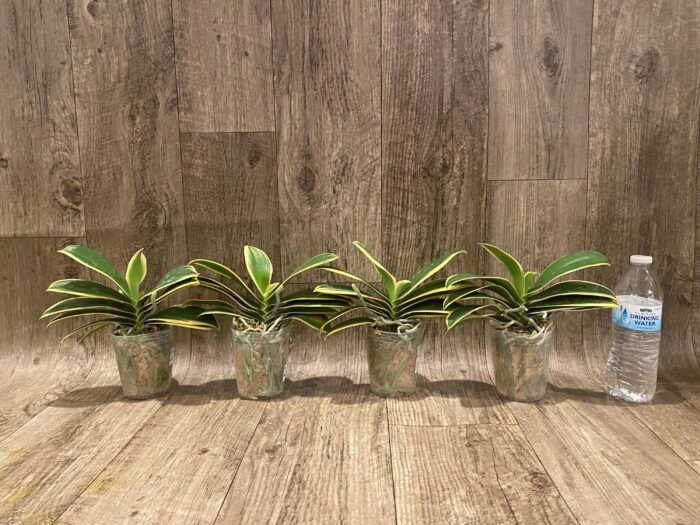 Phalaenopsis Chia E Yenlin (variegated & 2 eyes) (3.5" pot) - Image 8