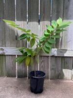 Sugar Apple Live Fruit Tree 32" Tall (6” Pot) - Image 3