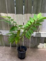 Sugar Apple Live Fruit Tree 32" Tall (6” Pot) - Image 4
