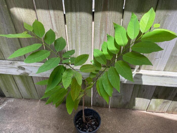 Sugar Apple Live Fruit Tree 32" Tall (6” Pot) - Image 6