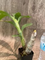 In Bud Cycnoches Richard Brandon 'New Year' × Cyc. cooperi (2.25” pot) - Image 7