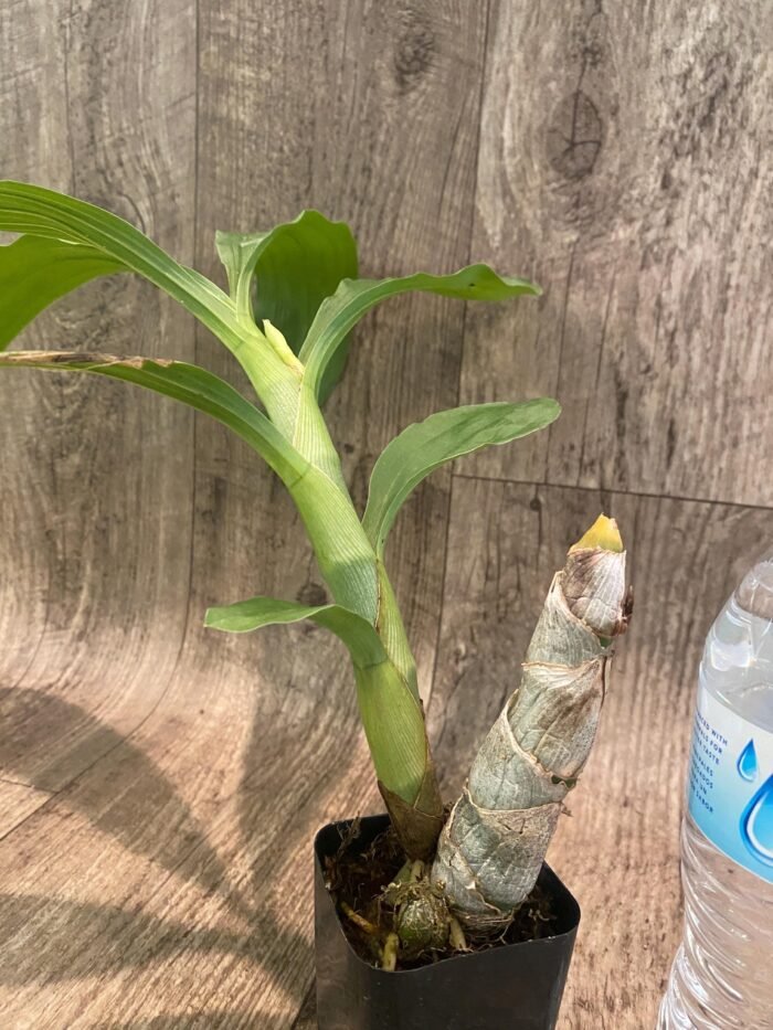 In Bud Cycnoches Richard Brandon 'New Year' × Cyc. cooperi (2.25” pot) - Image 7