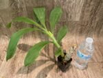 In Bud Cycnoches Richard Brandon 'New Year' × Cyc. cooperi (2.25” pot) - Image 6