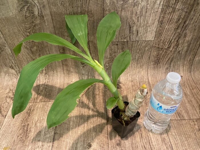 In Bud Cycnoches Richard Brandon 'New Year' × Cyc. cooperi (2.25” pot) - Image 6