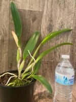 In Sheath Rlc. Miss Thailand × RIc. Thaksina Gold (5” pot) - Image 4