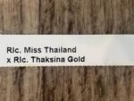 In Sheath Rlc. Miss Thailand × RIc. Thaksina Gold (5” pot) - Image 6