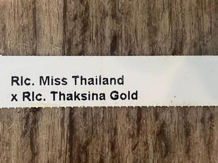 In Sheath Rlc. Miss Thailand × RIc. Thaksina Gold (5” pot) - Image 6