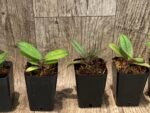 Doritis pulcherrima v. champorensis ‘Pink’ ( Phalaenopsis) Seedling (2" pot) - Image 5