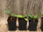 Doritis pulcherrima v. champorensis ‘Pink’ ( Phalaenopsis) Seedling (2" pot) - Image 6