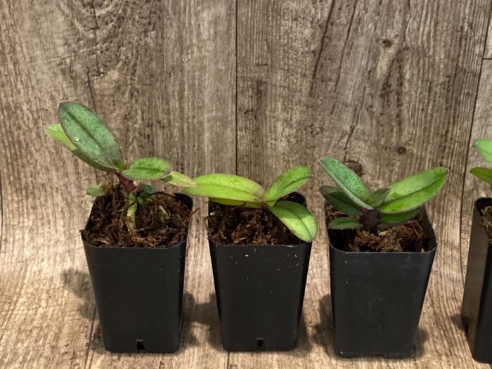 Doritis pulcherrima v. champorensis ‘Pink’ ( Phalaenopsis) Seedling (2" pot) - Image 6