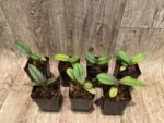 Doritis pulcherrima v. champorensis ‘Pink’ ( Phalaenopsis) Seedling (2" pot) - Image 4