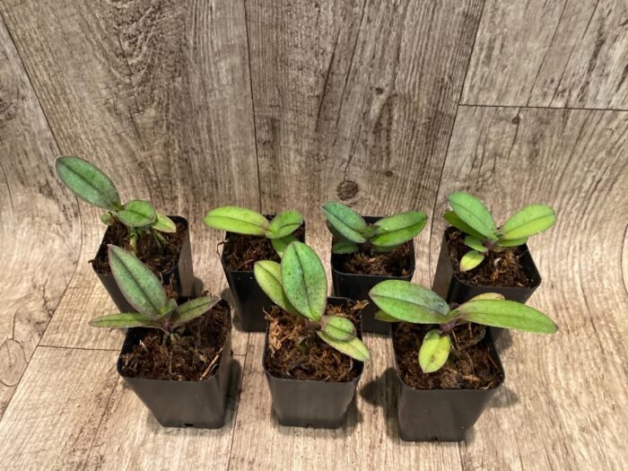 Doritis pulcherrima v. champorensis ‘Pink’ ( Phalaenopsis) Seedling (2" pot) - Image 4