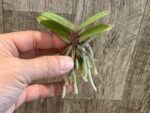 Doritis pulcherrima v. champorensis ‘Pink’ ( Phalaenopsis) Seedling (2" pot) - Image 9