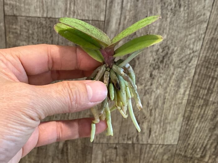Doritis pulcherrima v. champorensis ‘Pink’ ( Phalaenopsis) Seedling (2" pot) - Image 9