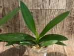 In Spike Phalaenopsis Hatuyuki 'Nagoriyuki' (2.5" pot) - Image 4