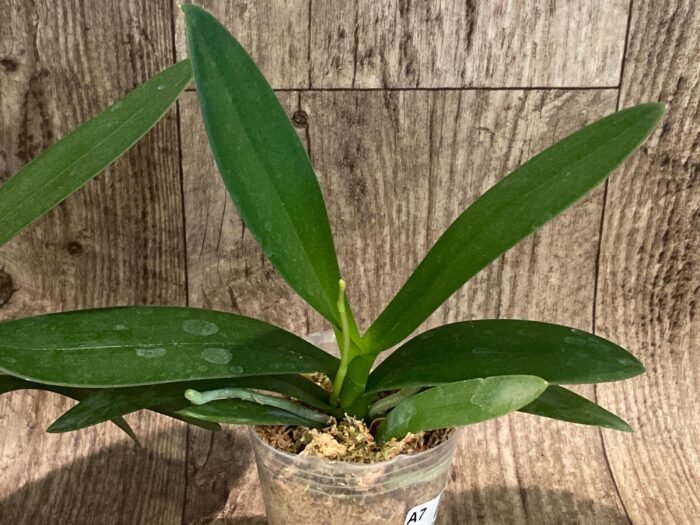 In Spike Phalaenopsis Hatuyuki 'Nagoriyuki' (2.5" pot) - Image 4