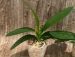 In Spike Phalaenopsis Hatuyuki 'Nagoriyuki' (2.5" pot) - Image 3